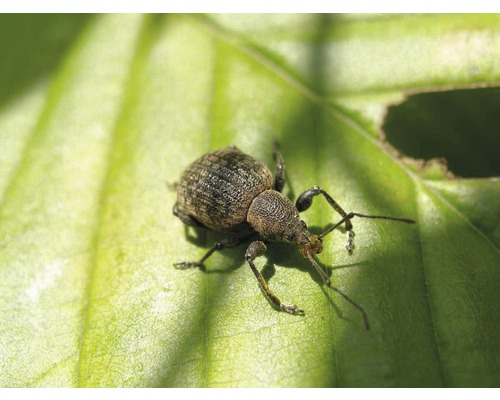 Ein Rüsselkäfer sitzt auf einem grünen Blatt.