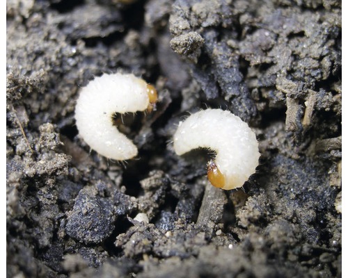 Engerlinge im Boden.
