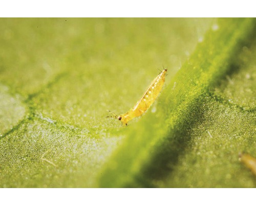 Thrips sur une feuille