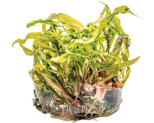 Plante d''aquarium avec feuilles ondulées dans un récipient transparent.