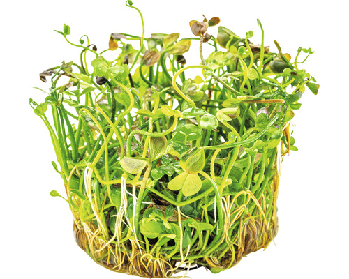 Aquarienpflanze im Topf mit grünen Blättern und Wurzeln.