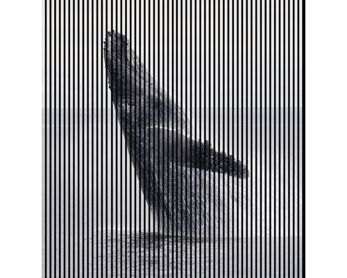 Panneau acoustique impression digitale Baleine 2 19x2253x2400 mm Kit = 4 panneaux individuels