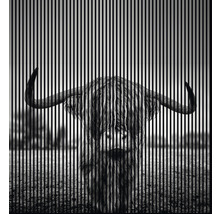 Schwarz-weißes Artwork eines Highland Rinds mit vertikalen Linien