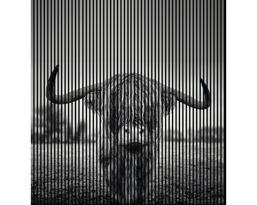 Akustikpaneel digital bedruckt Rindvieh 1 19x2253x2400 mm Set = 4 Einzelpaneele Akustikpaneel digital bedruckt Rindvieh 1 19x2253x2400 mm Set = 4 Einzelpaneele