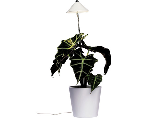 Lampe pour plantes SUNLiTE blanc