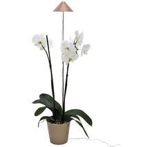 Orchidee im Topf mit Pflanzenlampe
