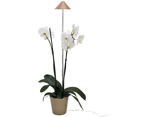 Orchidee im Topf mit Pflanzenlampe