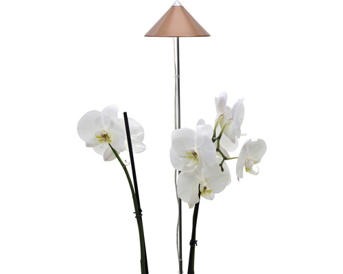 Gartenleuchte neben einer blühenden Orchidee