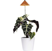 Pflanze in weißem Topf mit Pflanzenlampe