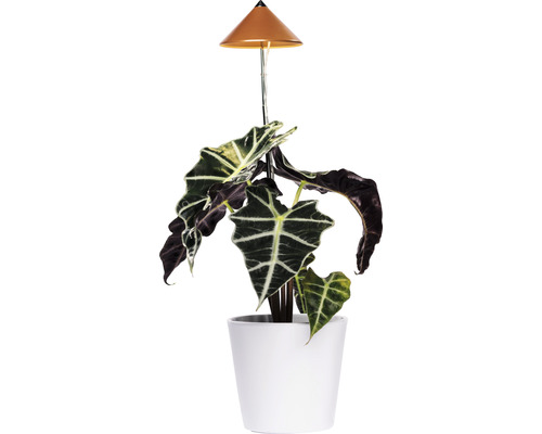 Pflanze in weißem Topf mit Pflanzenlampe