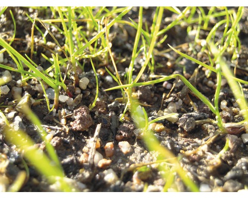 Nahaufnahme von jungen Gras sprießt aus dem Boden