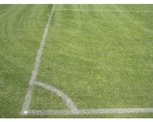 Fussballfeld mit weißen Linien auf Rasen