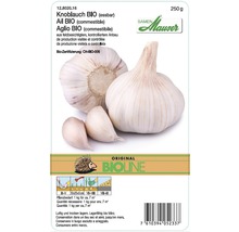Bio Knoblauch Samenpackung