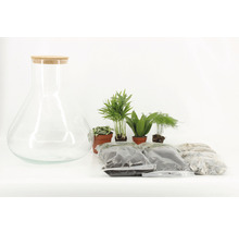 Terrarium Set mit Glas, Korkdeckel, Pflanzen und Zubehör