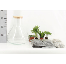 Terrarium-Set mit Glasbehälter, Korkverschluss, Pflanzen, Erde und Steinen