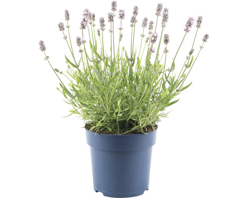 Weisse Lavendel Lavandula angustifolia 'Felice' H 15-20 cm Ø 15 cm Topf