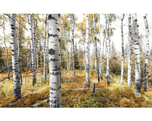 Fototapete Vlies SHX9-015 Colorful Aspenwoods 9-tlg. 450 x 280 cm - HORNBACH
