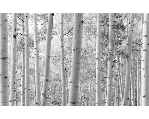 Papier peint panoramique intissé SHX9-030 Forêt de trembles 9 pces 450 x 280 cm