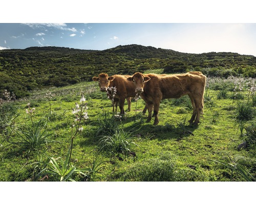Papier peint panoramique intissé SHX9-051 Paradis des vaches 9 pces 450 x 280 cm
