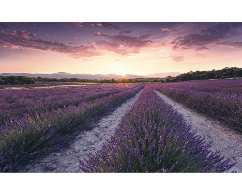 Papier peint panoramique intissé SHX9-052 Lavender Dream 9 pces 450 x 280 cm
