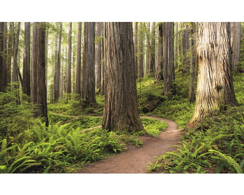 Papier peint panoramique intissé SHX9-077 Redwood Trail 9 pces 450 x 280 cm