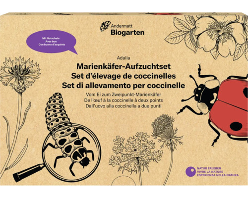 Adalia-Kit Marienkäfer selber züchten, mit Gutschein-0
