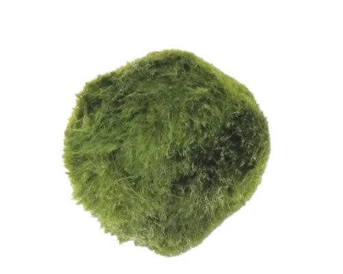 Boules d'algue - boule 2,5 - 6 cm