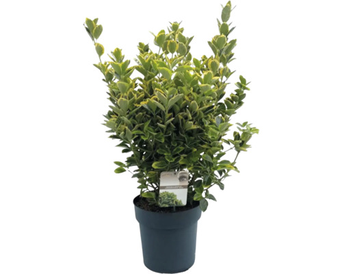 Fusain persistant en pot