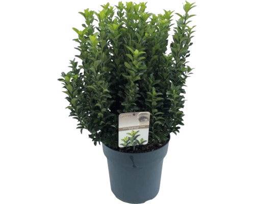 Buis en pot avec feuilles vertes