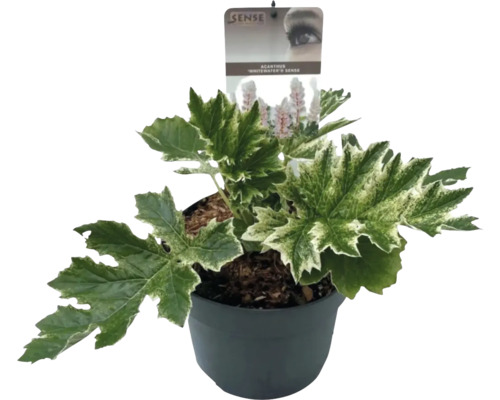 Acanthus Whitewater Sense en pot
