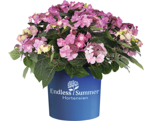 Hortensia Endless Summer® rose Hydrangea macrophylla Endless Summer 'Pop Star' H 20-35 cm   Co 5 L hortensia à grandes feuilles à floraison fréquente