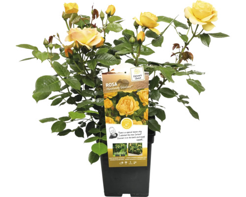 Gelbe Beetrose im Topf