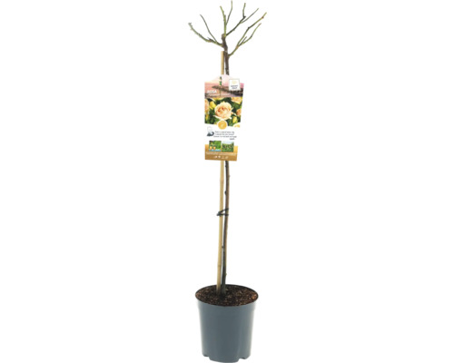 Rosenstämmchen im Topf, fixiert an einem Holzstab
