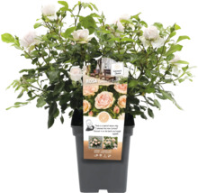 Beetrose 'Garden of Roses' FloraSelf Rosa 'Garden of Roses' Co 5 L