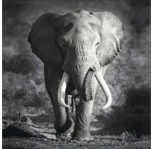 Photographie en noir et blanc d''un éléphant