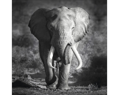 Tableau sur toile Grey Elephant Head 27x27 cm