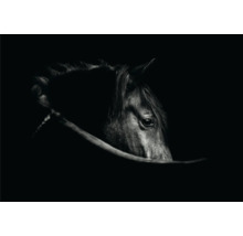 Gros plan sur une tête de cheval avec un harnais dans l''obscurité.