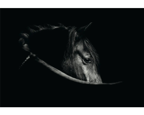 Tableau sur toile cheval noir 116x84 cm