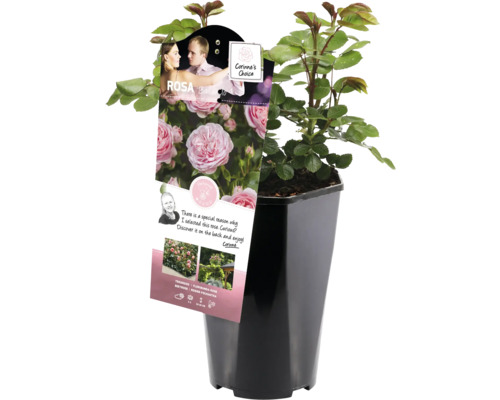 Rose im Topf mit Etikett