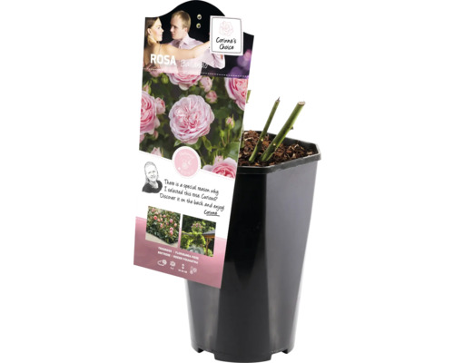 Rose ''Balanco'' im Topf