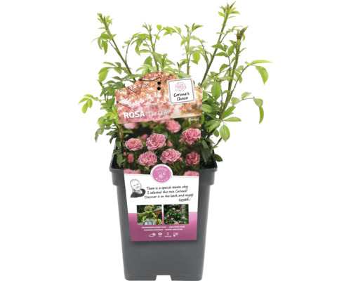 Rosa The Fairy Pflanze im Topf