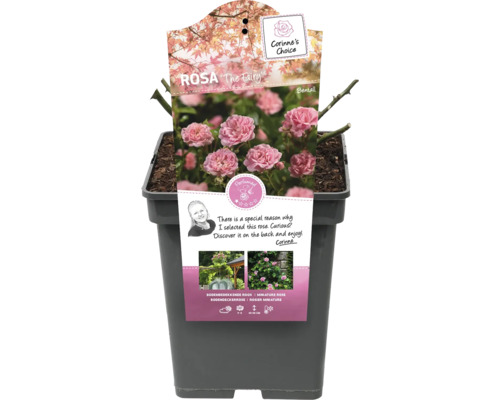 Rosa The Fairy im Topf