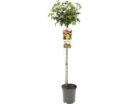 Rosenstamm im Topf mit Stützpfahl
