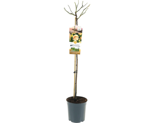Rosenstämmchen in einem Topf mit Pflanzenetikett