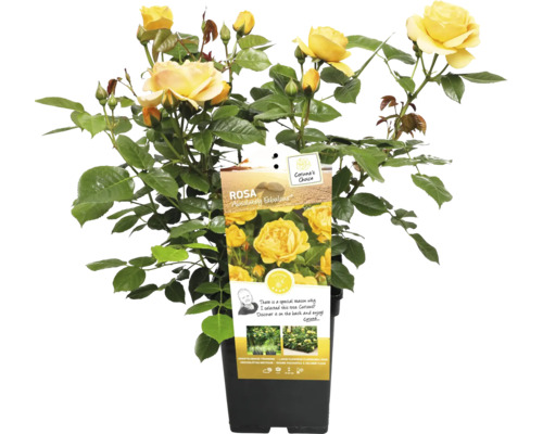 Gelbe Beetrose im Topf