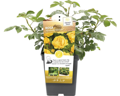 Rose Absolutely Fabulous im Topf