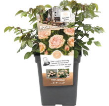 Beetrose 'Garden of Roses' FloraSelf Rosa 'Garden of Roses' Co 5 L