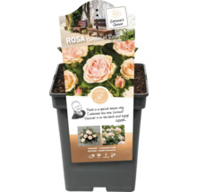 Beetrose 'Garden of Roses' FloraSelf Rosa 'Garden of Roses' Co 5 L