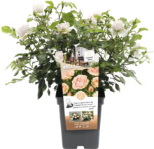 Beetrose 'Garden of Roses' FloraSelf Rosa 'Garden of Roses' Co 5 L