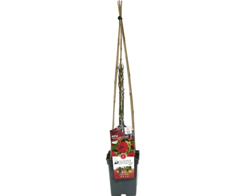 Rosier grimpant en pot avec support